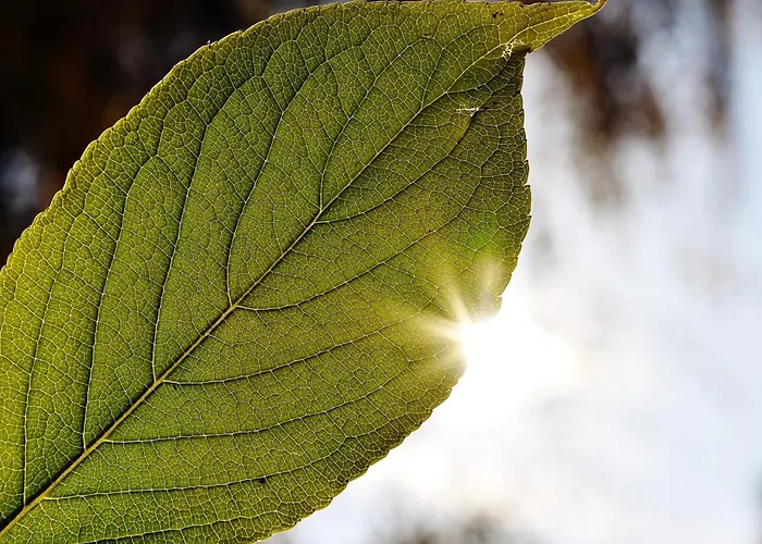 Le Mas Du Soleil